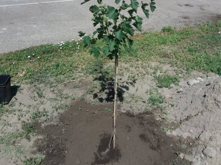 Elültettük a ballagók fáját